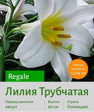  Трубчатая лилия Regale